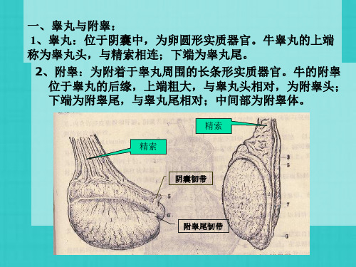 家畜解剖生理 第七章  生殖系统