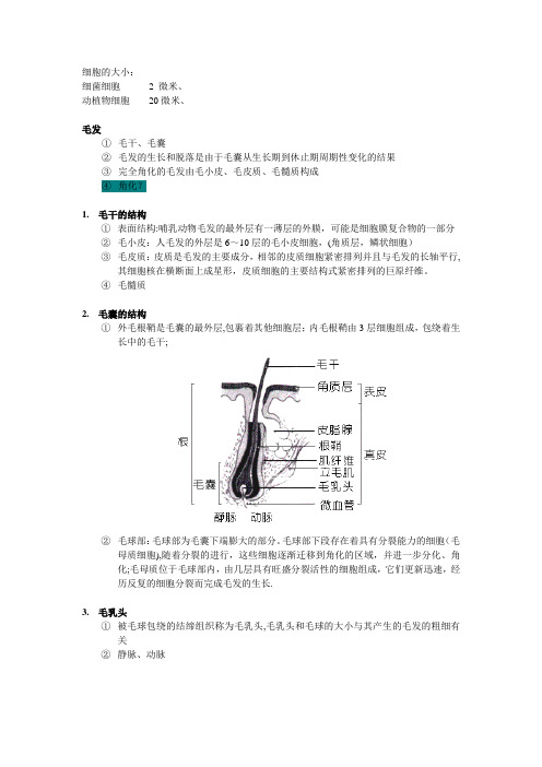 人体毛发基础知识点及图解