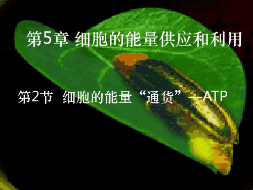 细胞的能量通货-ATP(市优质课)ppt课件