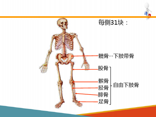 骨学—下肢骨(人体解剖学课件)