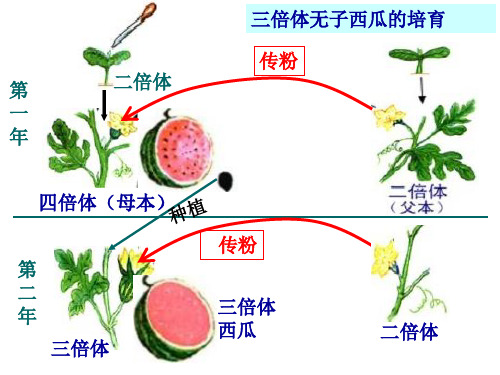 高中生物育种