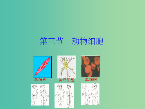 七年级生物上册 2.1.3 动物细胞教学课件 新人教版