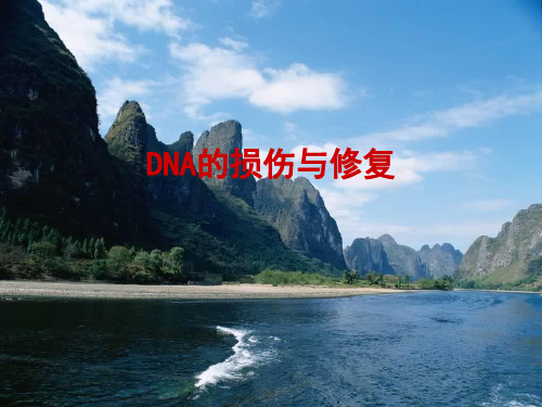 DNA的损伤和修复