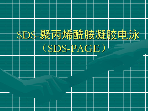 SDS-PAGE蛋白凝胶电泳