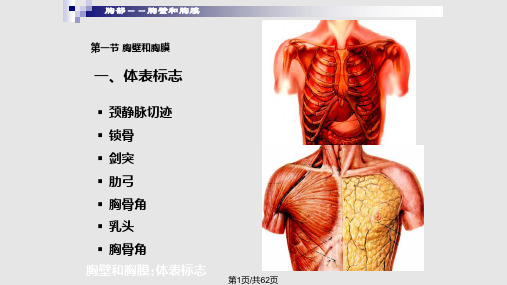 胸部局解断层PPT课件