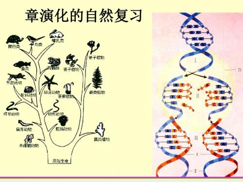 浙教版九年级下册科学第1章演化的自然复习教学课件教学课件(16张ppt)