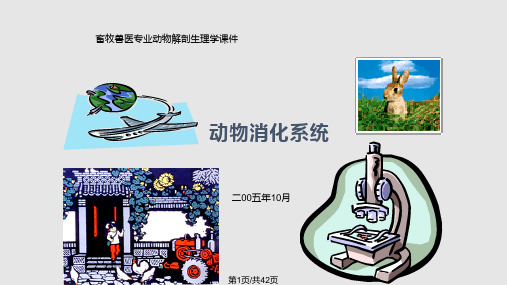 动物消化系统PPT课件