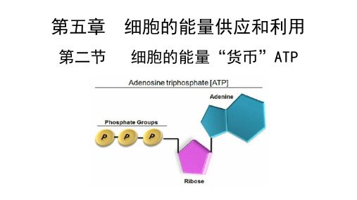 细胞的能量“货币”ATP 课件-高一上学期生物人教版必修1