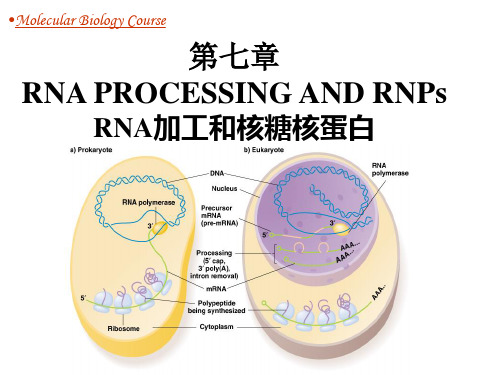 分子生物学第7章RNA加工和核糖核蛋白