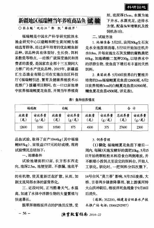 新疆地区福瑞鲤当年养殖商品鱼试验