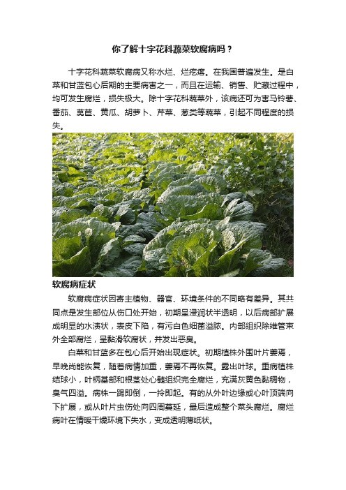 你了解十字花科蔬菜软腐病吗？