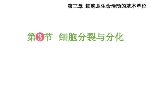 3.3 细胞分裂与分化 课件(34张PPT)2022-2023学年苏教版生物七年级上册