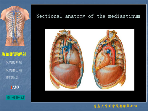 纵隔断层影像解剖