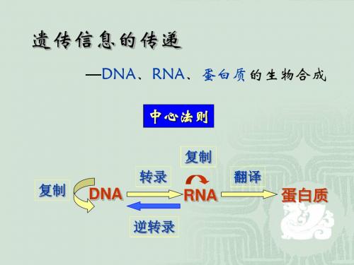 生物化学DNA复制、转录、翻译