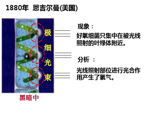 【初中生物】植物光合作用的场所PPT课件