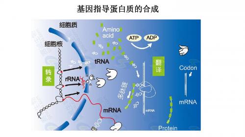高一生物基因指导蛋白质的合成课件(29张PPT)