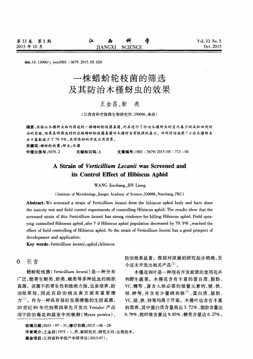 一株蜡蚧轮枝菌的筛选及其防治木槿蚜虫的效果
