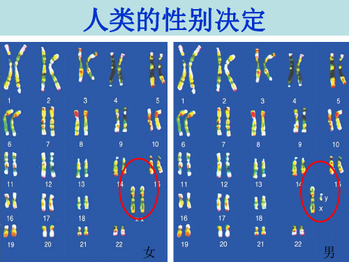 初中生物【人类染色体与性别决定】优质课件