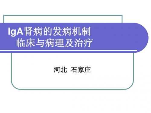 IgA肾病的发病机制、临床与病理及治疗