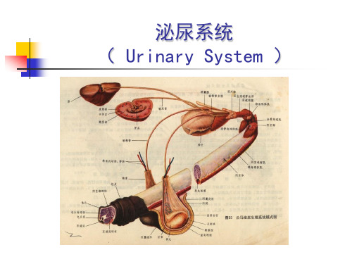 《畜禽解剖学》教学课件：泌尿系统