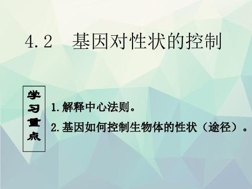 人教版高中生物必修二第四章第2节《基因对性状的控制》课件(共35张PPT)