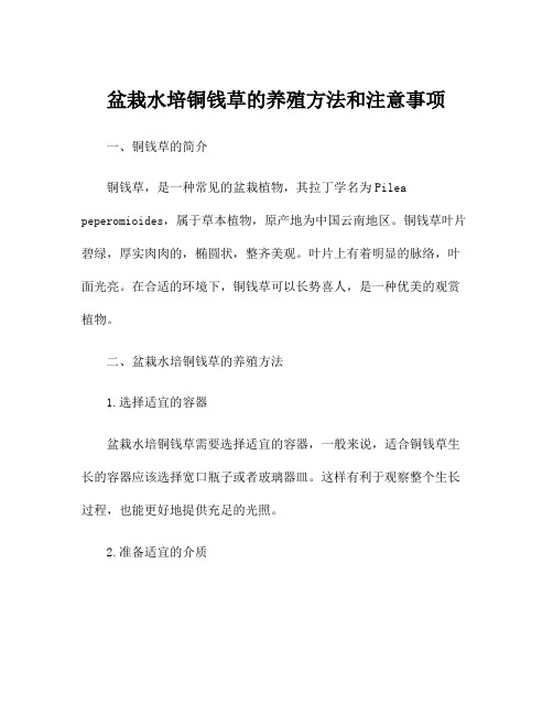 盆栽水培铜钱草的养殖方法和注意事项