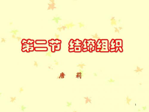 4结缔组织