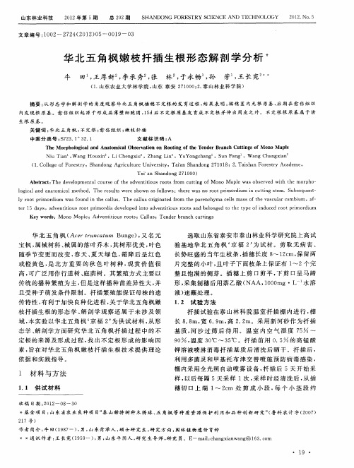华北五角枫嫩枝扦插生根形态解剖学分析