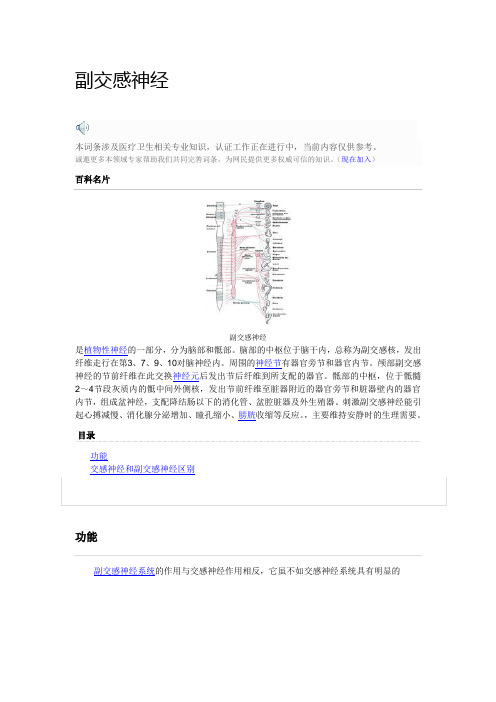 副交感神经