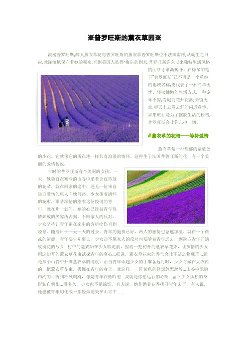 普罗旺斯的薰衣草园