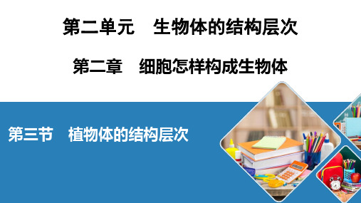 人教七年级生物上册 植物体的结构层次