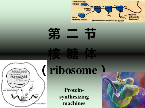 11-核糖体-细胞生物学