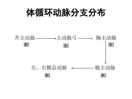 体循环动脉分支分