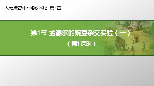 人教版高中生物必修2  第1章孟德尔的豌豆杂交实验