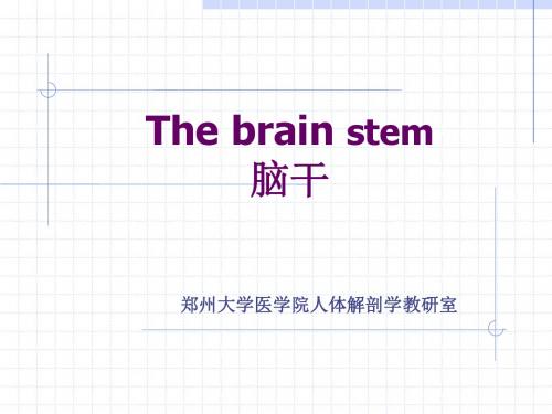 郑州大学医学院人体解剖学教研室汇总