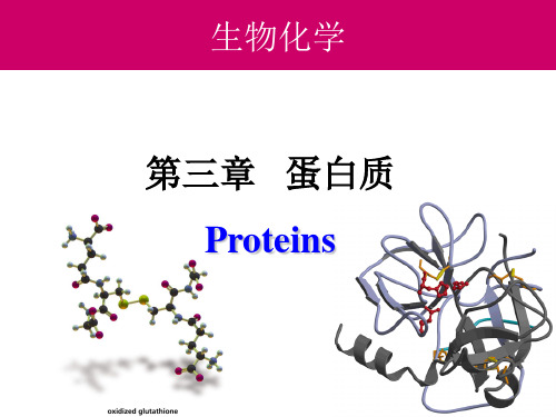 03-蛋白质-肽