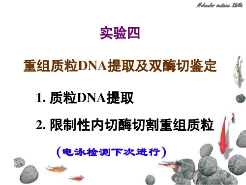 分子医学实验：实验四 重组质粒DNA提取及双酶切鉴定1