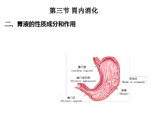 5.8.36.2.1胃液的性质成分和作用