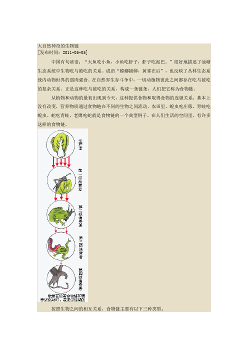 大自然神奇的生物链