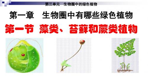 3.1.1藻类、苔藓、蕨类植物(共31张PPT)