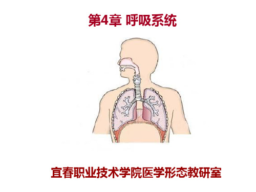 系统解剖学第4章 呼吸系统