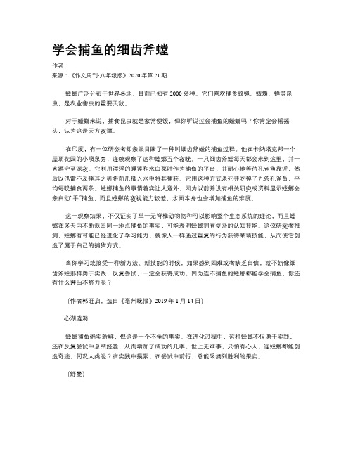 学会捕鱼的细齿斧螳