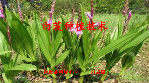 白芨种植技术