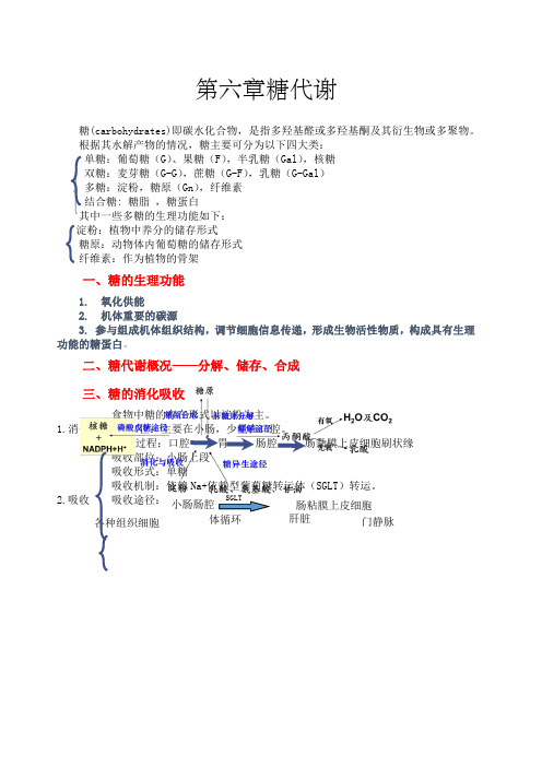 生物化学糖代谢知识点总结归纳