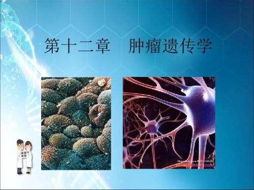 肿瘤遗传学 (2)ppt课件