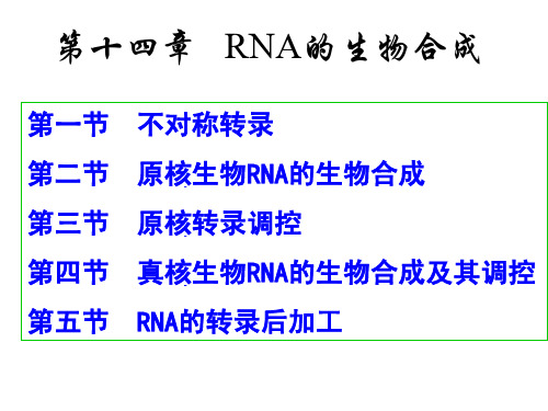 RNA的生物合成-2011