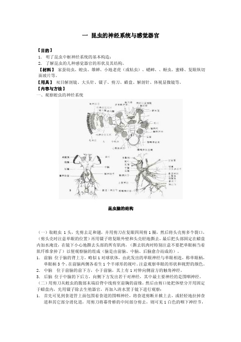 昆虫的神经系统与感觉器官