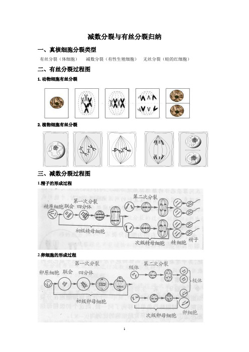 减数分裂与有丝分裂归纳