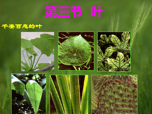 植物学课件：第三节  叶