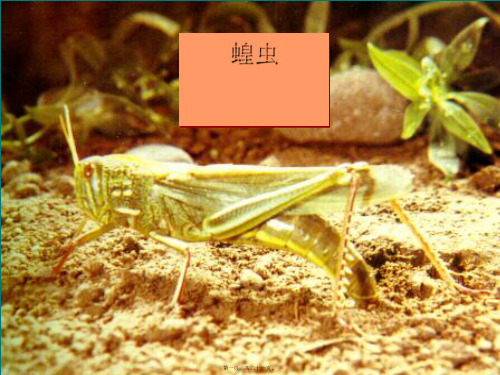 七年级生物《蝗虫》课件